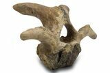 Hadrosaur (Edmontosaurus) Cervical Vertebra - Montana #319283-1